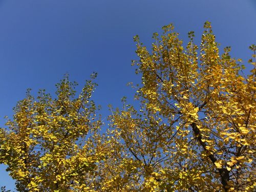 秋天的农村景色