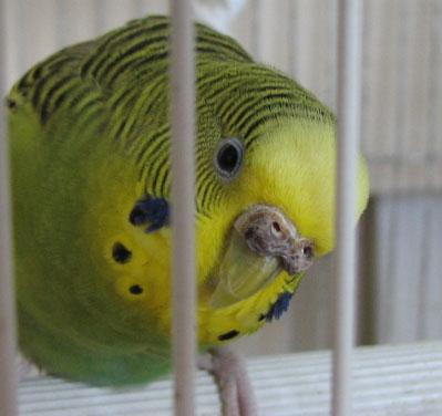 我家母虎皮鹦鹉 鼻子角质增厚,深褐色的,现在发现上面