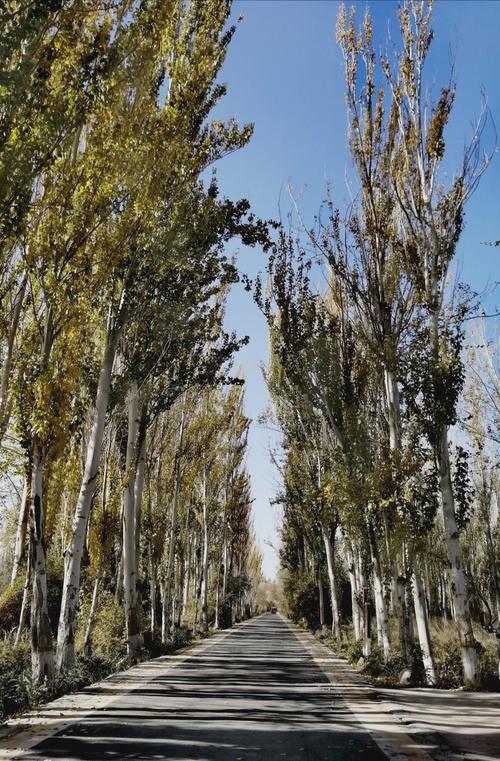 路边的白杨树