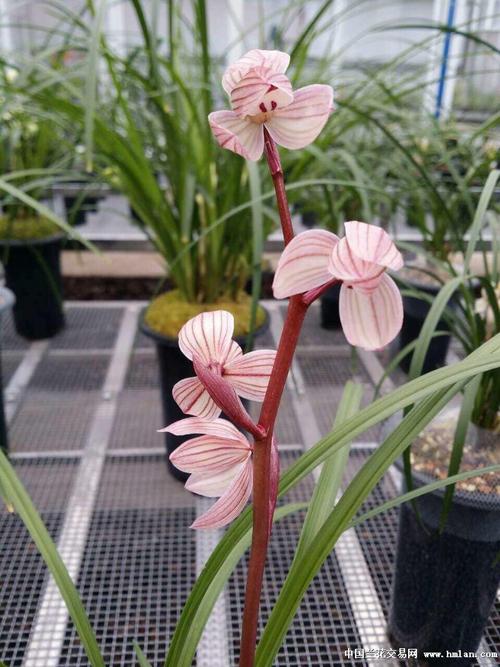 神荷2苗1大芽1老头