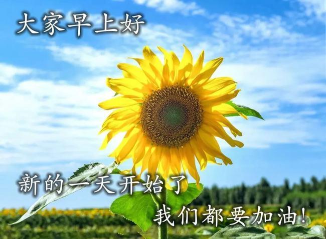 原创早上好表情动态祝福语问候语早上好表情早上好问候专辑