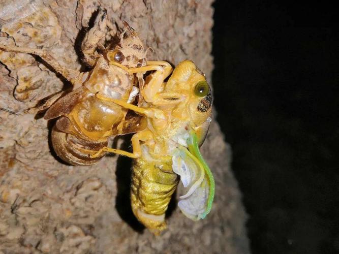 济南最大的"知了猴"养殖村,全村每晚能逮约20000只,可以吃!