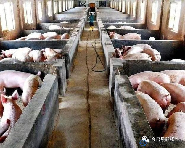 大棚养猪建一个猪舍多少钱?养猪大棚效果施工图