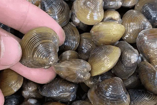 这4种河鲜正在消失20年前下河随意捞你吃过几种