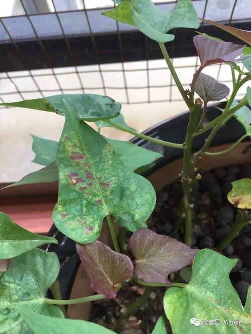 fangfang 乐叔,你好,请问我种的红薯叶是怎么了?怎么解决?