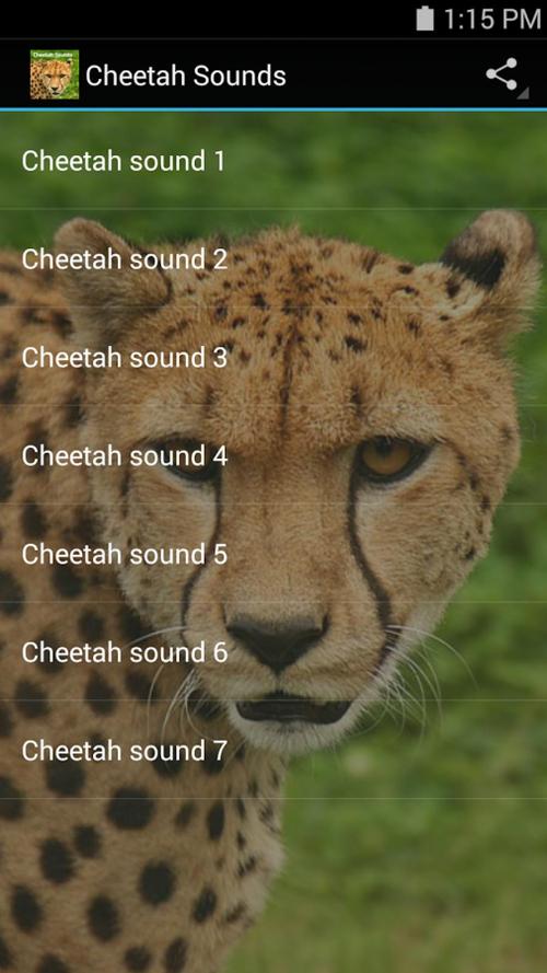 cheetah sounds