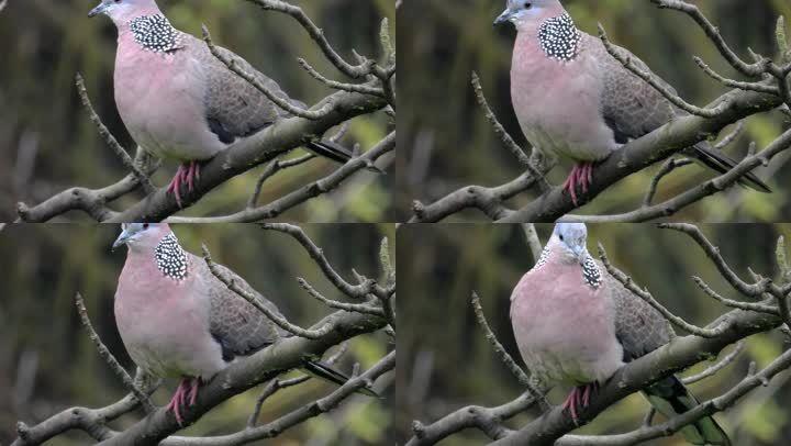 好听的鸟叫声,斑鸠叫声