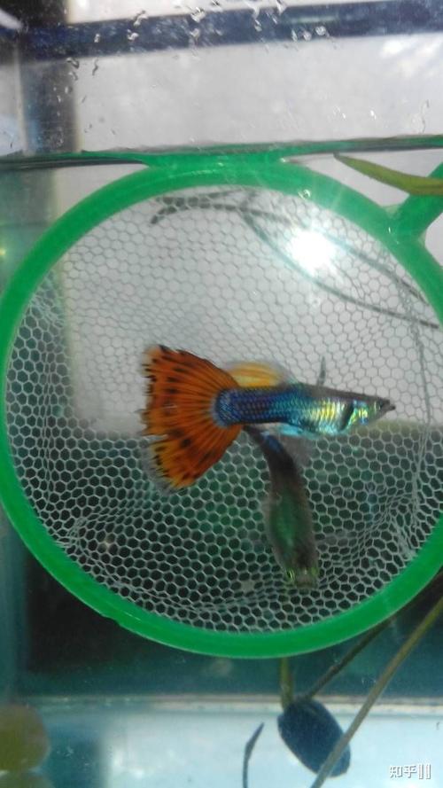 请帮忙看看孔雀鱼是公还是母.