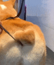 每日有趣gif图片# 柯基的爱心臀