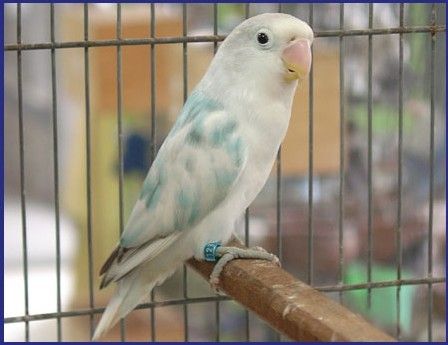 理性看待杂交品系牡丹鹦鹉