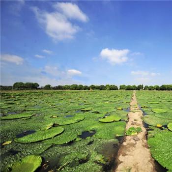 芡实和苏州鸡头米有区别吗?区别在哪?