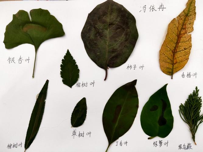 国庆优秀作业之树叶贴画,树叶标本展