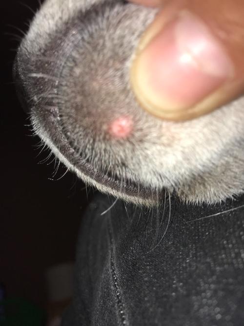 狗狗下巴长了个疙瘩是什么?怎么办?