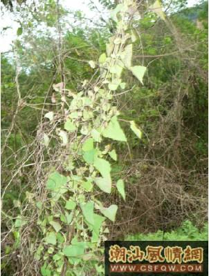 潮汕地区称为犁头藤,青蛙藤,蛏子藤,蛤仔藤,马力肚,方钉草,疔草