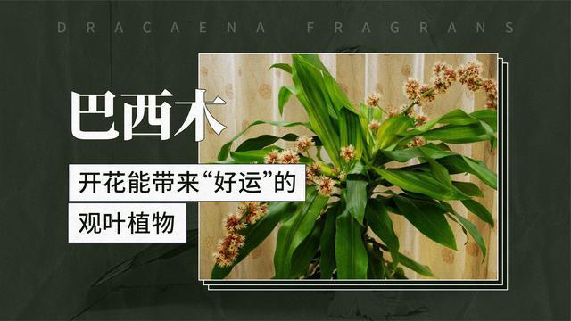 巴西木开花能带来好运的观叶植物