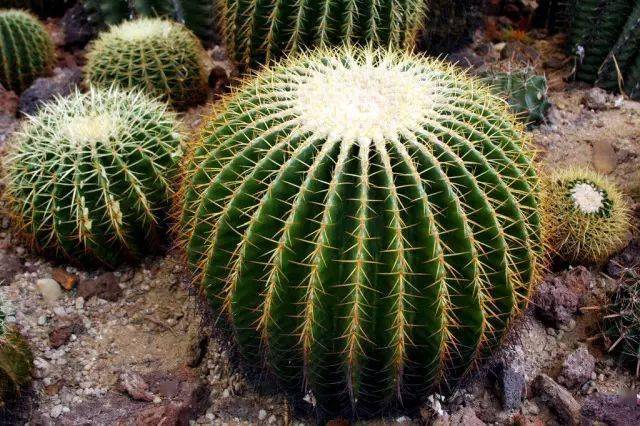 欣赏| 令人叹为观止的巨型仙人掌,壮观极了_仙人球