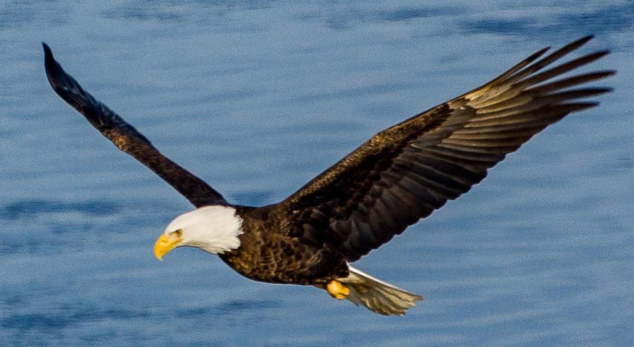 a bald eagle flies over the wisconsin river.