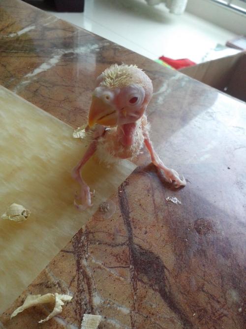 i牡丹鹦鹉宝宝29天了可是有一只眼睛很少睁开睁开也特别困难,怎么办?