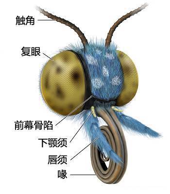 蝴蝶喝花蜜的吸管长啥样