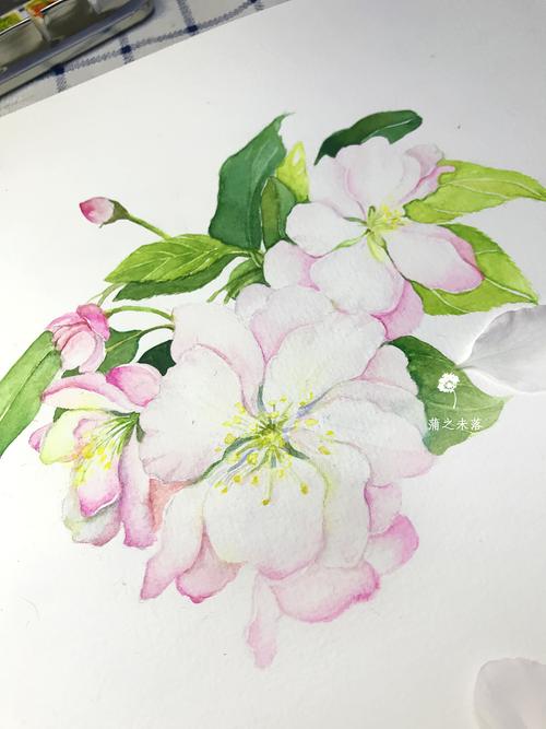 【从零学会画水彩】《西府海棠》花卉篇vol.