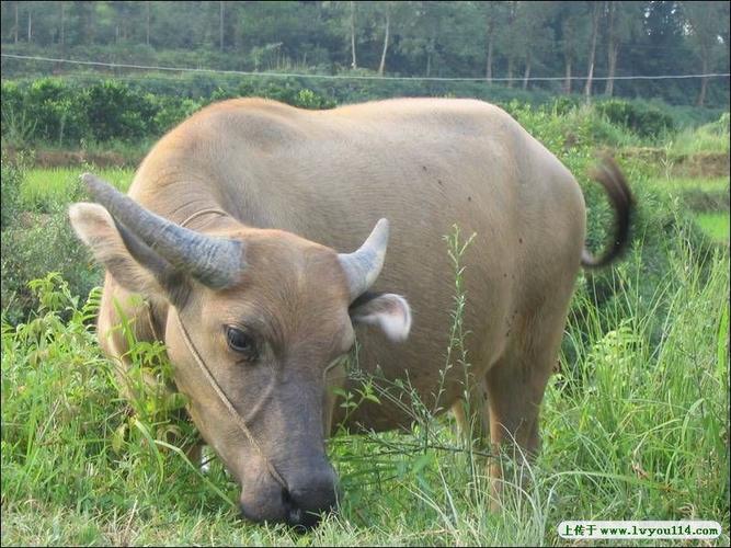 快帮帮忙,牛的耳朵长在角的前面还是在后面?