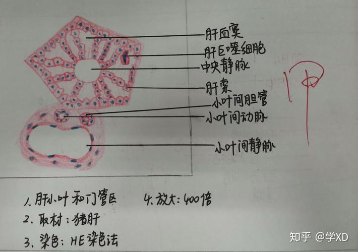 组胚实验红蓝铅笔绘图