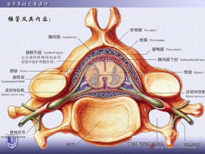 18脊柱断层解剖ppt