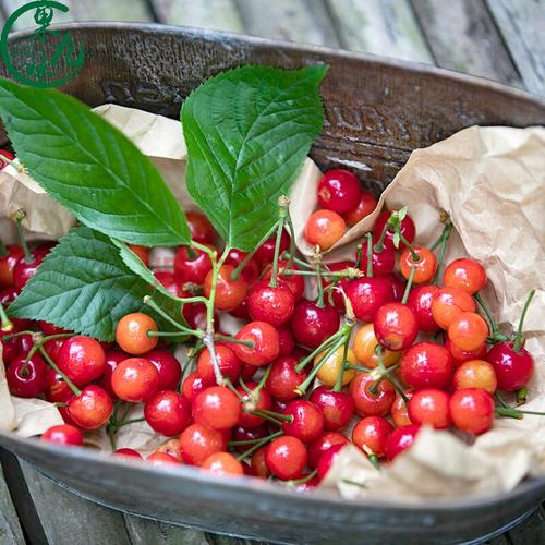贵州国产樱桃毕节赫章小樱桃贵州土樱桃四川恩桃英桃水果 1500g l