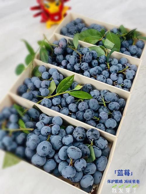 蓝莓公爵带叶蓝莓果粉足甜度硬度佳好蓝莓新鲜好吃