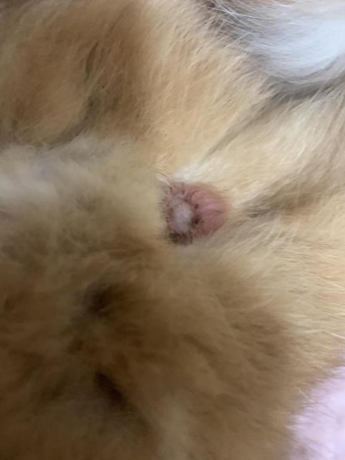 【讨论】猫猫菊花红红的 是需要挤肛门腺了吗