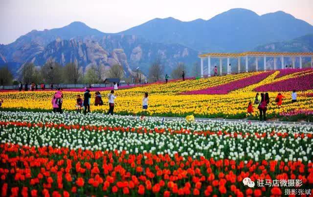 郁见春天相约嵖岈2021年嵖岈山第八届郁金香文化节3月20日启幕