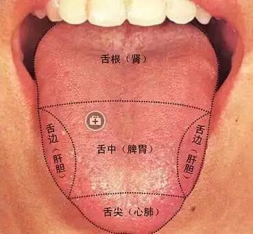 珍贵舌诊脾胃虚寒胃阴不足气滞血瘀的舌苔看完记得存
