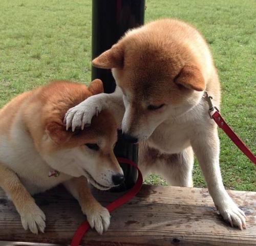 它们的日常对于单身狗来说简直能造成100万点伤害,这两只柴犬这么腻