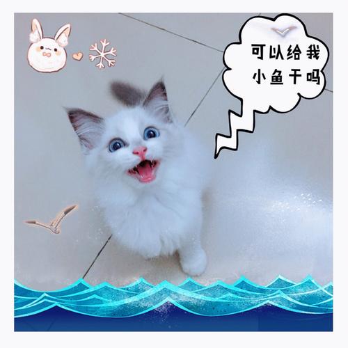 布偶猫,拉布拉卡