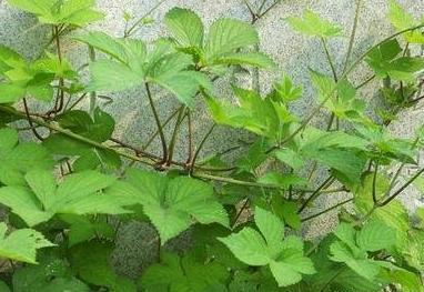 这种"农村"常见的野草,长成"藤蔓"结实如麻,田农碰上