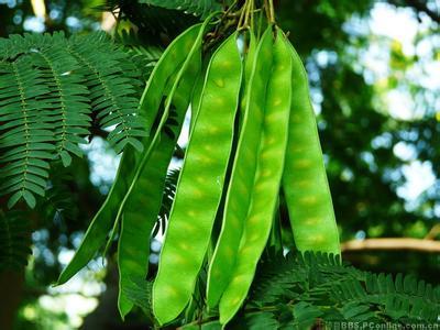 楼主您好,这是合欢树的果实,百度可查,望采纳,谢谢