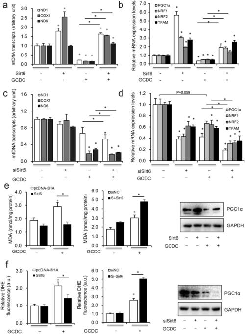sirt6 opposes glycochenodeoxycholate-induced apoptosis of