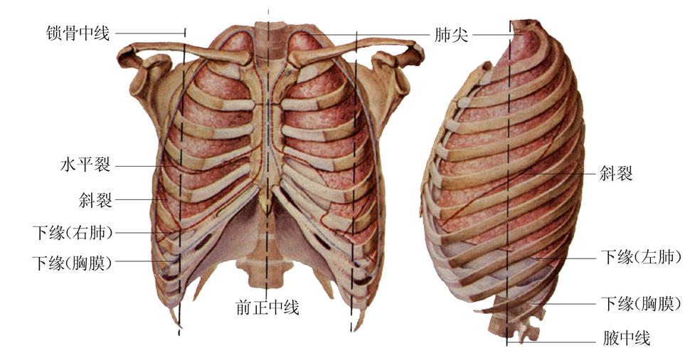 肺及胸膜解剖示意图-人体解剖图