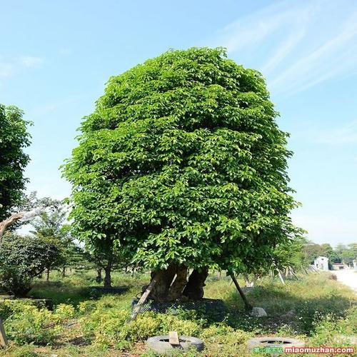 秋枫