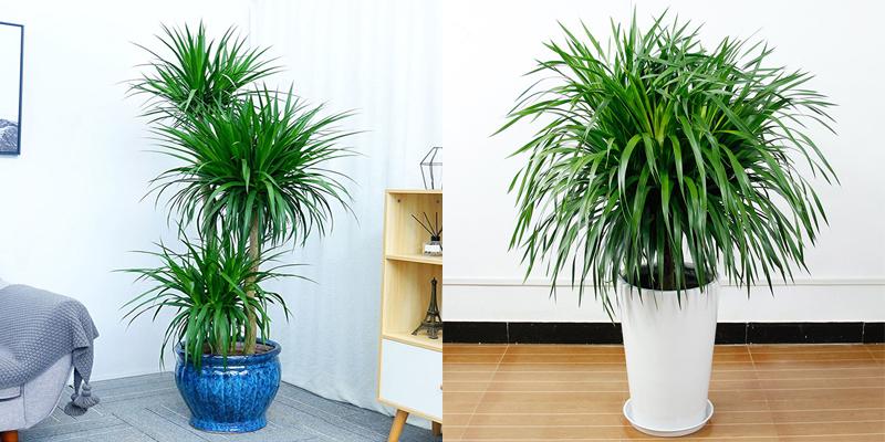 龙血树盆栽摆放的风水作用