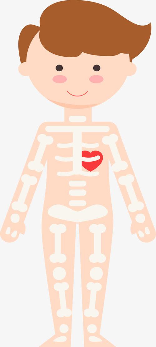 > 矢量男性躯体骨架图 上传用户: 关键词 : 躯体,人体,器官,卡通人体
