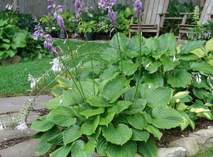 玉簪 紫萼玉簪 hosta ventricosa盆栽苗