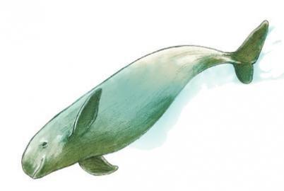 幸好这30种动物灭绝了