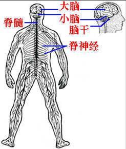 ①人体神经系统结构图