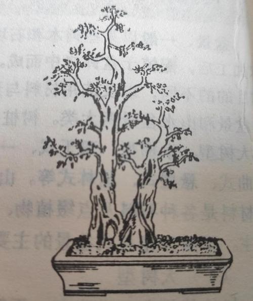 岭南盆景传统造型十二种形式