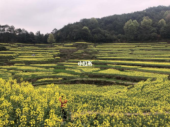 灵山油菜花梯田_油菜花_景点_出行_人文风光展示_自然