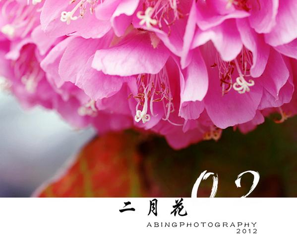 标题:二月花