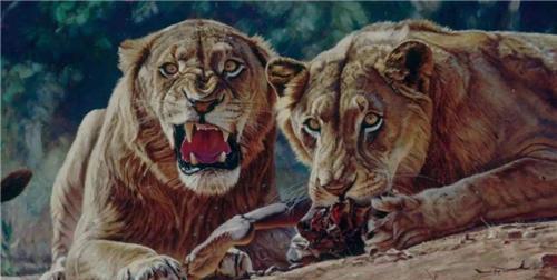 非洲的察沃食人狮一年吃掉135人击毙后才知道它吃人真相