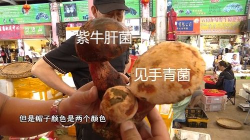 牛肝菌_新浪新闻