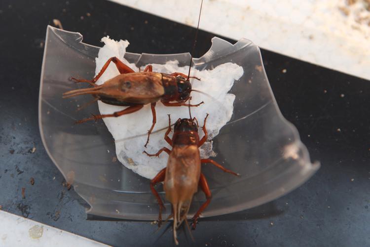 女子西仓赶集卖油葫芦 捞偏门日入过千